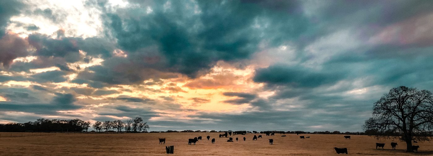 Hunter Lewis Land & Cattle